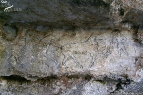 Gravirani crteži u stijeni na ulazu u špilju Vjetrenicu.