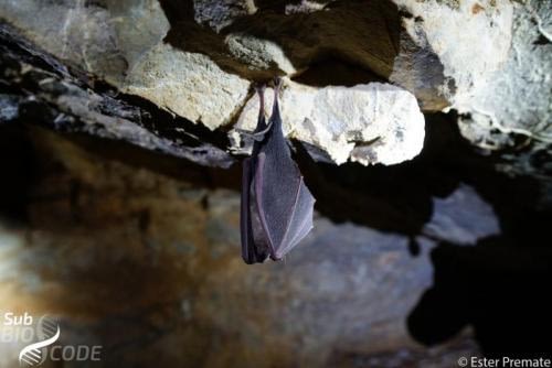 Vjetrenica is used as a winter shelter by some bats, during our visit we found some individuals of greater horseshoe bat (<span style="font-style: italic;font-size: 17px">Rhinolophus ferrumequinum</span>) in the cave.