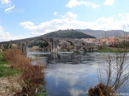 We also sampled a springs near Trebišnjica, just downstream of the Arslanagića Bridge.
