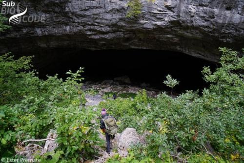  Entrance of the Novakuša cave near Nevesinje where we sampled terrestrial fauna.
